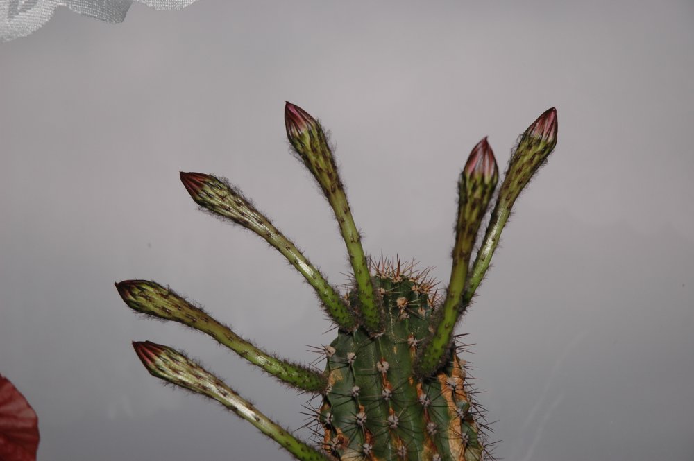 Echinopsis_eyresii_6